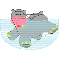 Drawing Animals
