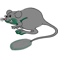 Eastern Woodrat Animals Eastern Woodrat Animals