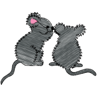 Grasshopper Mouse Animals