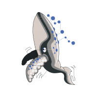 Humpback Whale Animals