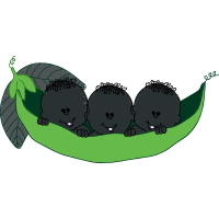 Illustration Animals