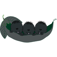 Illustration Animals