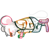 Illustration Animals