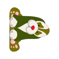 Illustration Animals