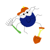 Illustration Animals