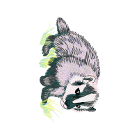 Illustration Animals Illustration Animals