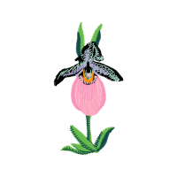 Illustration Animals