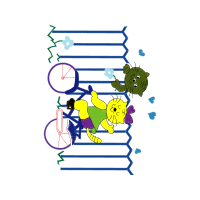 Illustration Animals