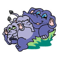 Illustration Animals