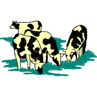 Illustration Animals
