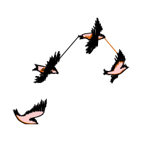Illustration Animals
