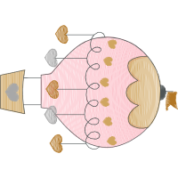 Illustration Animals Illustration Animals