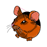 Norwich Terrier Animals Norwich Terrier Animals