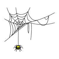 Spider Animals Spider Animals