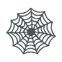 Spider Animals Spider Animals