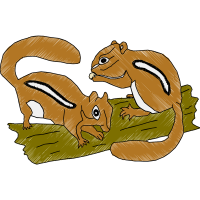 Squirrel Animals