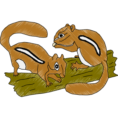 Squirrel Animals Squirrel Animals