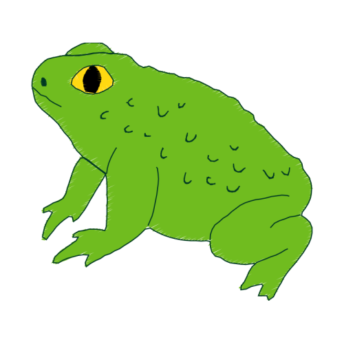 Toads Animals Toads Animals