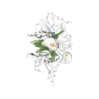 Visual Arts Animals Visual Arts Animals