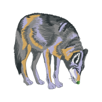 Alaskan Tundra Wolf Animals