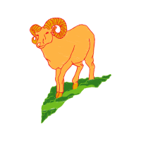 Argali Animals Argali Animals