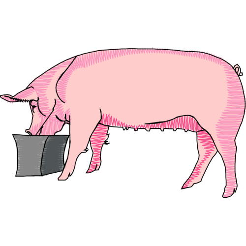 Dog Animals Dog Animals