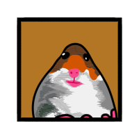 Domestic Rabbit Animals