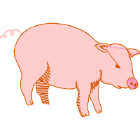 Illustration Animals