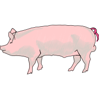 Pig Animals Pig Animals