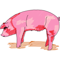 Pig Animals Pig Animals