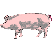 Pig Animals Pig Animals