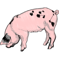 Pig Animals Pig Animals