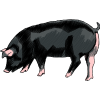 Pig Animals Pig Animals