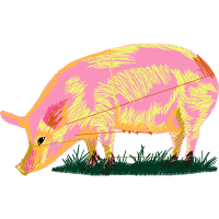 Pig Animals Pig Animals