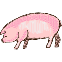 Pig Animals Pig Animals