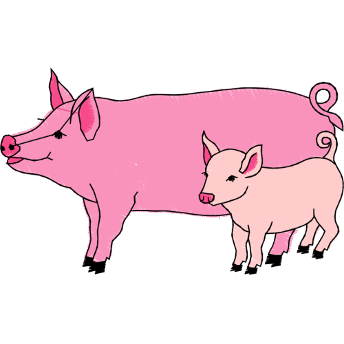 Pig Animals Pig Animals