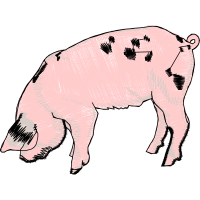 Pig Animals Pig Animals