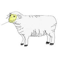 Sheep Animals Sheep Animals