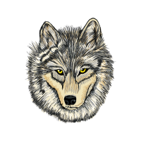 Alaskan Tundra Wolf Animals Alaskan Tundra Wolf Animals