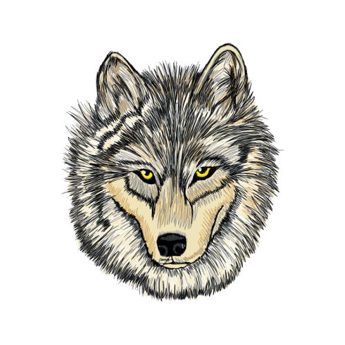 Alaskan Tundra Wolf Animals Alaskan Tundra Wolf Animals