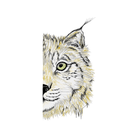 Alaskan Tundra Wolf Animals