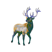 Barren Ground Caribou Animals