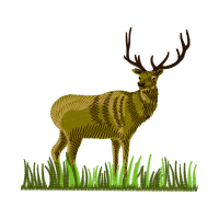 Barren Ground Caribou Animals