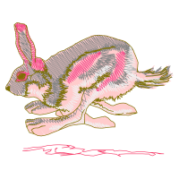 Black Tailed Jackrabbit Animals Black Tailed Jackrabbit Animals