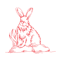 Black Tailed Jackrabbit Animals