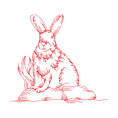 Black Tailed Jackrabbit Animals Black Tailed Jackrabbit Animals