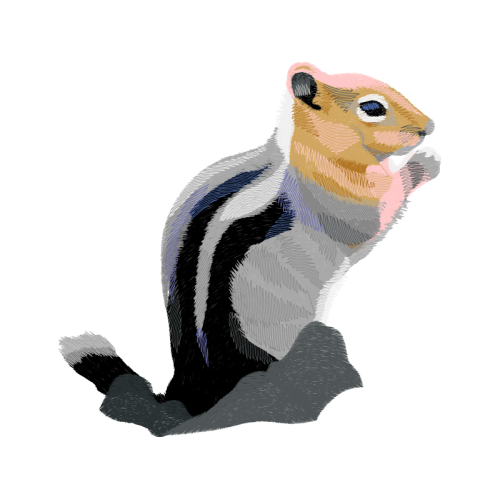 Black Tailed Prairie Dog Animals Black Tailed Prairie Dog Animals