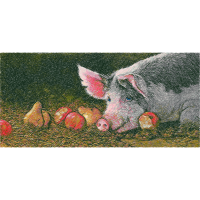 Coyote Animals Coyote Animals