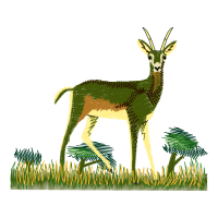 Deer Animals