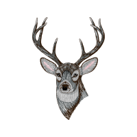 Deer Animals Deer Animals